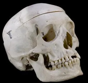 En espérant que ce crâne vous aide !