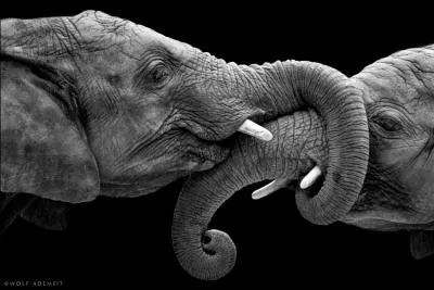 Combien d'éléphants voyez-vous ?