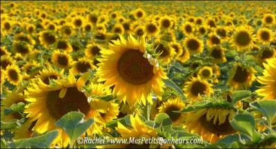 Comment s'appellent ces fleurs ?