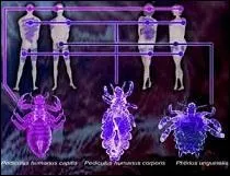 Combien de formes de poux existe-t-il ?