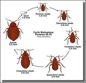 Quand punaiser ne signifie pas seulement fixer avec des punaises, quel sens prend ce verbe ?