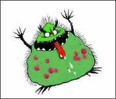 On trouve la punaise partout ! Quels lieux fréquente-t-elle ?