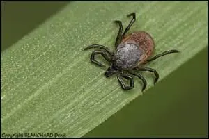 Pour un autre genre parasite, intéressons-nous maintenant à la tique. Dans quelle classe se plaît-elle à évoluer ?