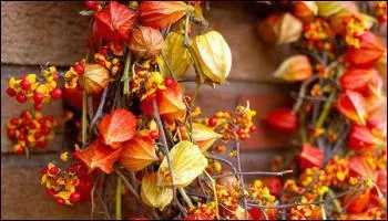 "Tison". Nouvelle lettre, nouveau mot : petit de l'oie !