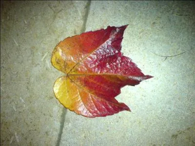 "L'orange" devient champignon si cette lettre cède sa place à une autre !
