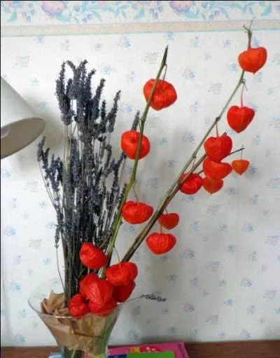 "Mara". Une lettre change et le "mara", rongeur d'Amérique du Sud, vous envoie sur une autre planète !