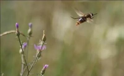 Entendre voler une mouche, c'est :