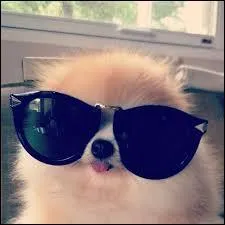 Né le 28 décembre, il nous invitait sous les sunlights des tropiques en nous disant "Viens danser ! " :