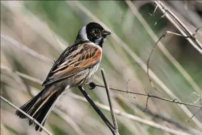 Quel est cet embérizidé qui fait partie des plus communs ?