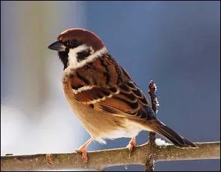 Quel est ce petit moineau ?