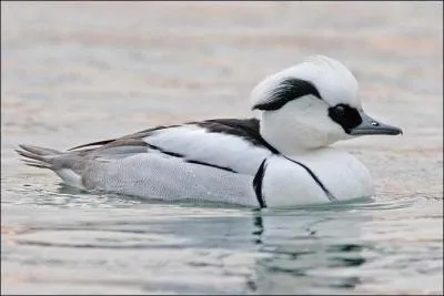 Quel est le plus petit des harles ?