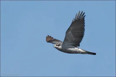Quel est ce rapace assez courant dans les forêts de conifères ?