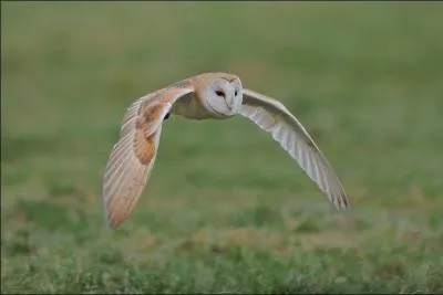Quel est ce rapace nocturne qui niche beaucoup dans les villes et villages ?