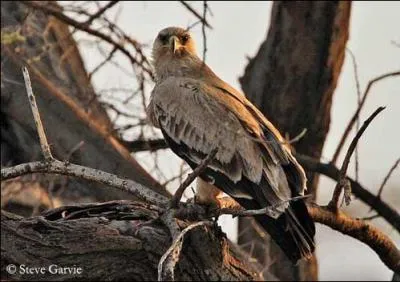 Quelle est cette race d'aigle ?