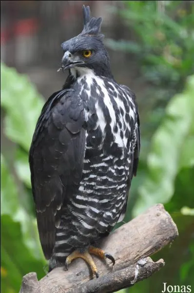 Quelle est cette race d'aigle ?