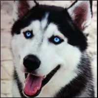 Quelle est cette race de chien ?