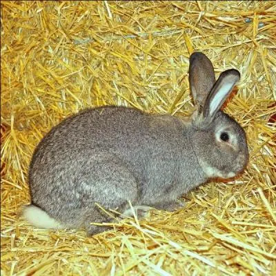Quelle est cette race de lapin ?