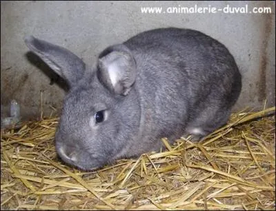 Quelle est cette race de lapin ?