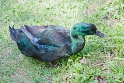 Quelle est cette race de canard ?