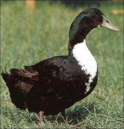 Quelle est cette race de canard ?