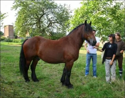 Quelle est cette race de cheval ?