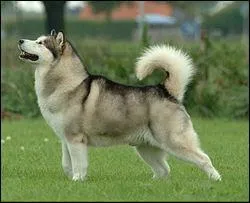 Quelle est cette race de chien ?