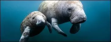 Je vis &agrave; l'embouchure des fleuves d'Am&eacute;rique du Nord. Qui suis-je ?