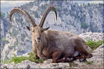 Je suis un animal disparu originaire des Pyr&eacute;n&eacute;es. Qui suis-je ?