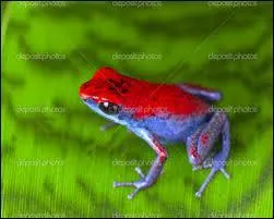 Quel est cet animal ?