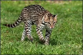 Quel est cet animal ?