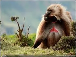 Quel est cet animal ?