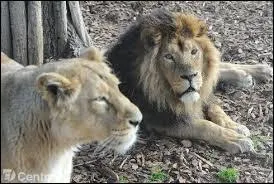 Quel est cet animal ?