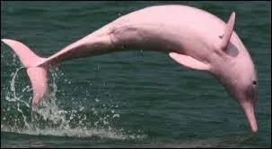 Quel est cet animal ?