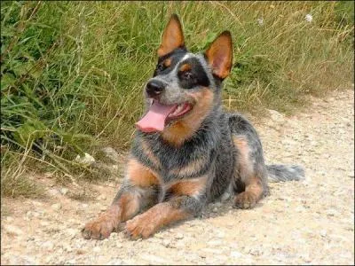 Ce chien est un bouvier australien.