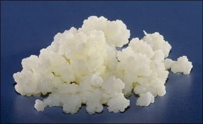 Ce que vous voyez là sont des "graines de kéfir" servant de base à la fabrication de la boisson bien connue. De quoi sont-elles formées ?