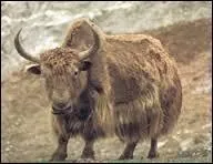 Autour de quelle chaîne de montagnes vivent les yack ?