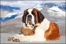 Quelle est cette race de chien de montagne ?