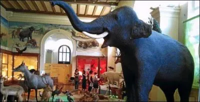 N comme Naturelle - En quelle année le muséum d'histoire naturelle de Marseille a-t-il été créé ?