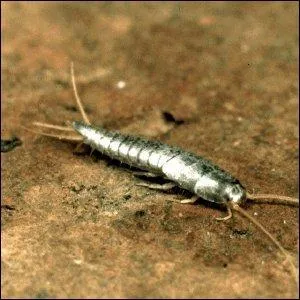 Comment s'appelle ce petit insecte originaire des régions tropicales, affectionnant particulièrement les milieux poussiéreux et les locaux humides et chauds (forêts, cuisines, salles de bain..) ?