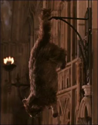 Quand Miss Teigne est retrouvée pétrifiée, Rusard pense que c'est Harry le responsable. Quelle raison prouve qu'Harry n'est pas derrière tout ça ?