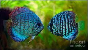 Je trouve ce poisson magnifique. Quel est-il ?