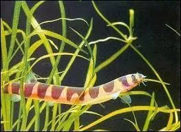 Ce poisson est très louche, il s'appelle le Kuhli. Où vit-il ?