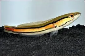 Ces poissons me font penser aux serpents, pas vous ? 
Comment s'appellent-ils ? À vous de deviner.