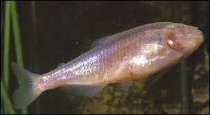 Ce poisson est aveugle. Si vous voulez voir ce poisson, il faut aller :