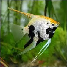 Ce poisson, c'est le scalaire. Il n'est pas très gentil. Où vit-il ?