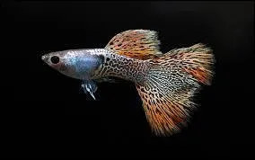 Ce poisson est très connu ! Quel est-il ?