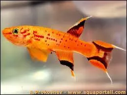 Ce poisson s'appelle Cap-Lopez, il fait 5 cm de long. Où vit-il ?