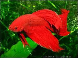 Ce poisson est très agressif quand il est avec d'autres mâles. Quel est-il ?