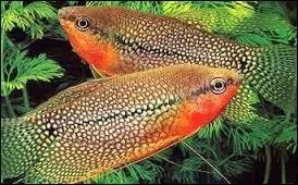 Ce poisson est magnifique, il s'appelle Gourami perlé. Où vit-il ?