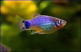 Ces poissons sont trop mignons. Quelquefois au bout de leur queue, on peut apercevoir une tête de "Mickey". 
Comment s'appellent-ils ?